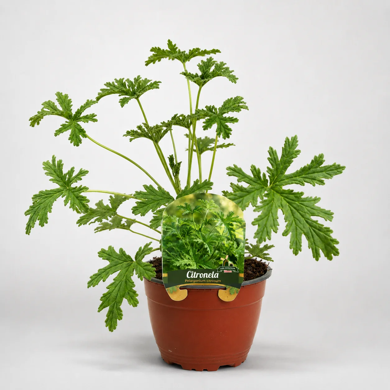 citronela pelargonium citrosum maceta grande