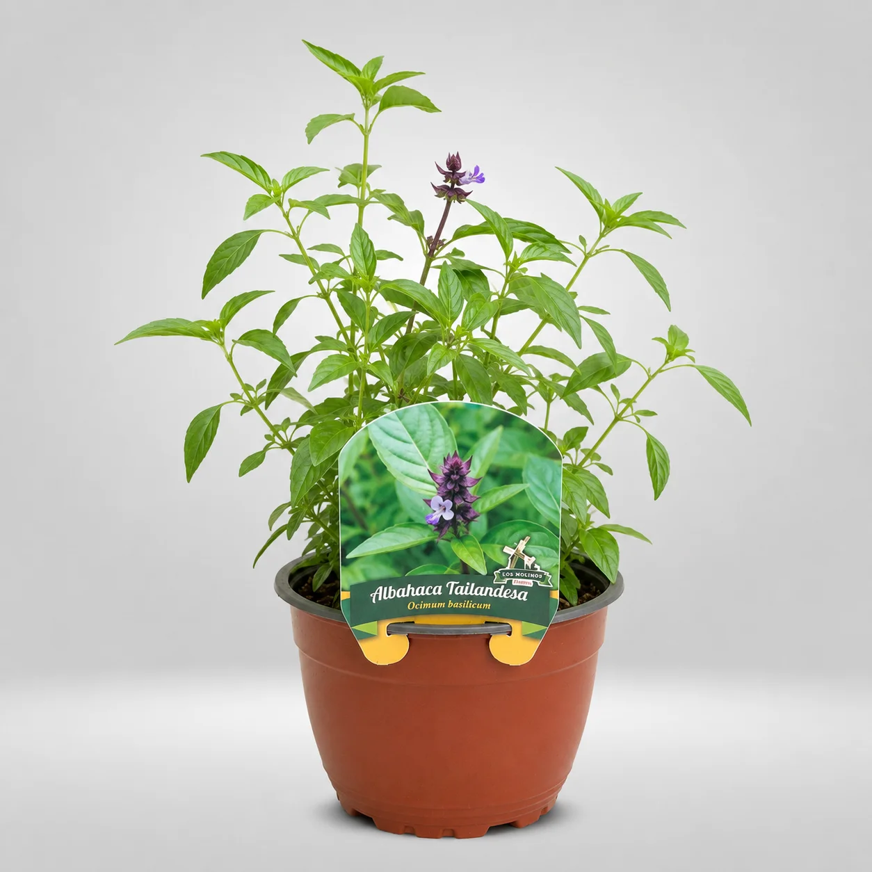 albahaca tailandesa ocimum basilicum thyrsiflora maceta grande