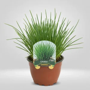 cebollino allium schoenoprasum maceta grande