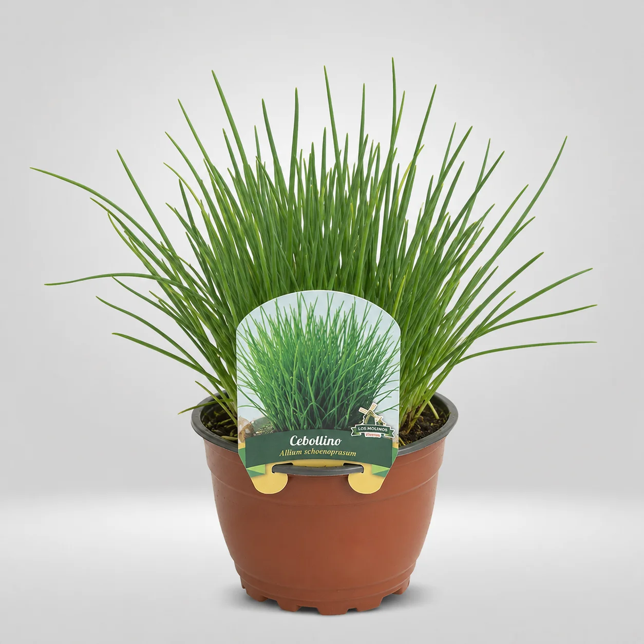cebollino allium schoenoprasum maceta grande