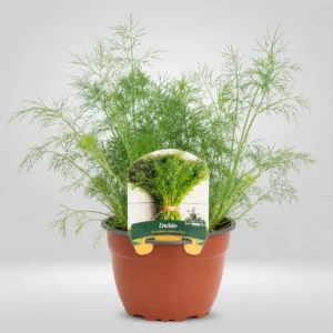 eneldo anethum graveolens maceta grande