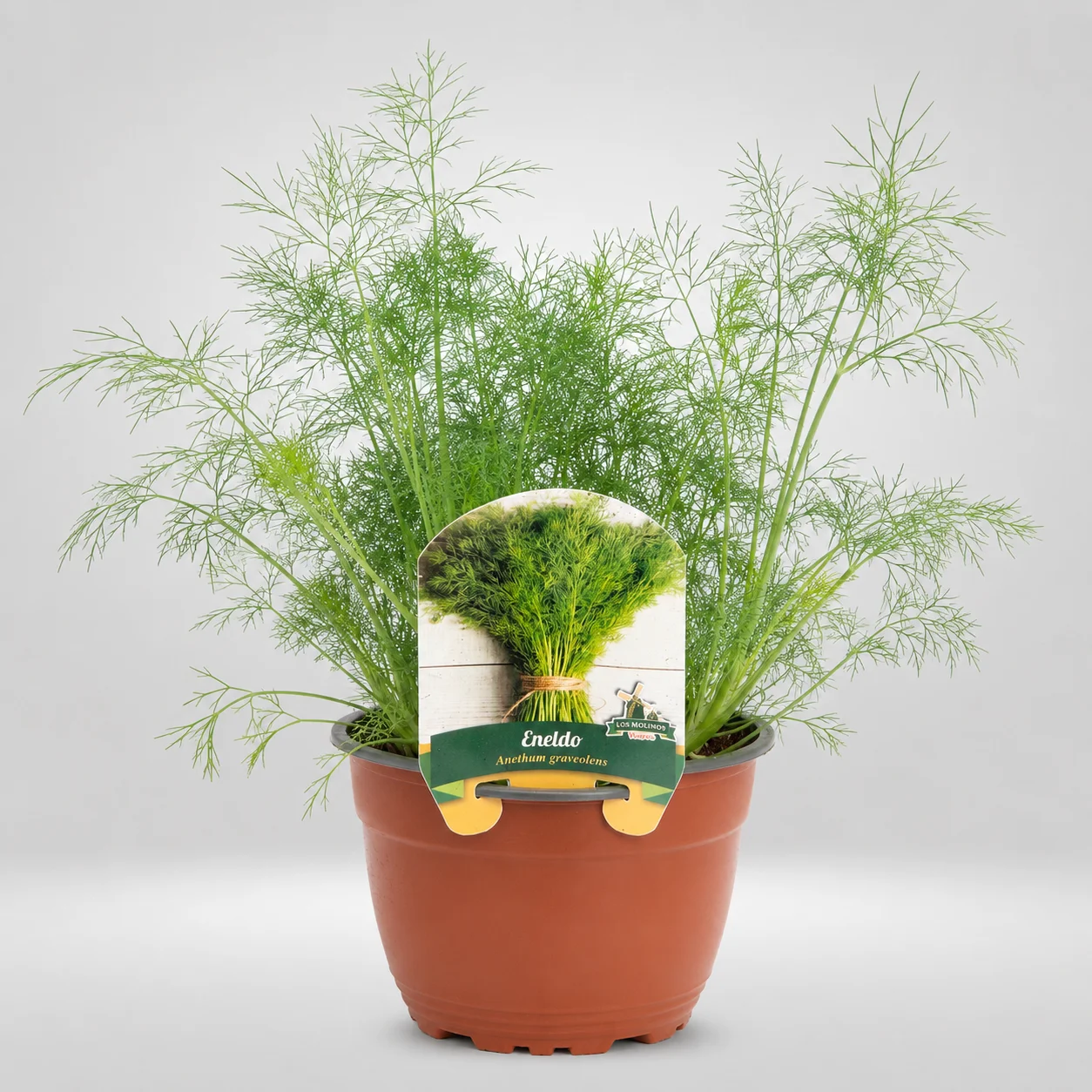 eneldo anethum graveolens maceta grande