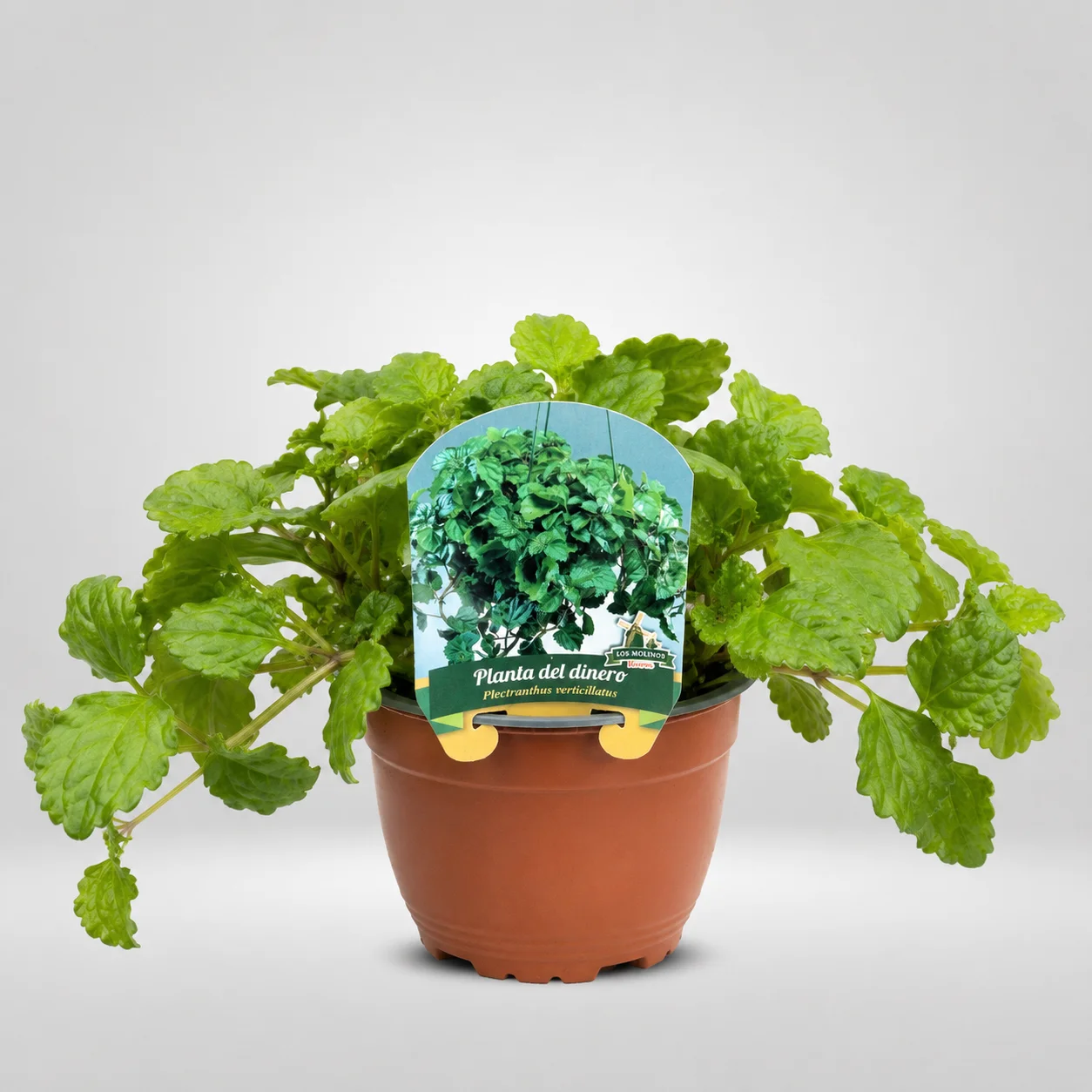 planta del dinero plectranthus verticillatus maceta grande