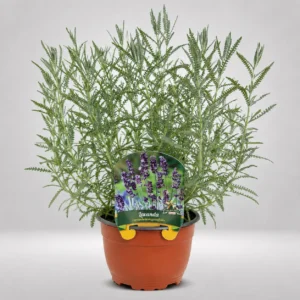 lavanda helecho lavandula helecho maceta grande