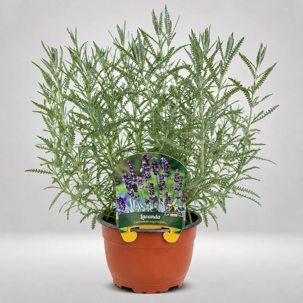 lavanda helecho lavandula helecho maceta grande