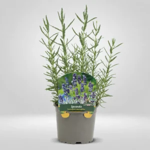 lavanda helecho lavandula helecho maceta pequeña