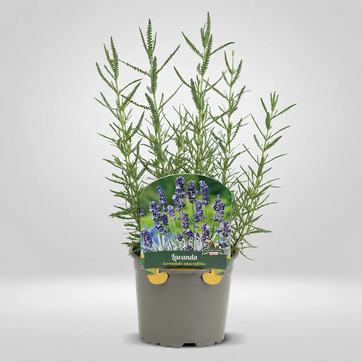 lavanda helecho lavandula helecho maceta pequeña